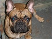 Klops3