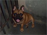 Klops6